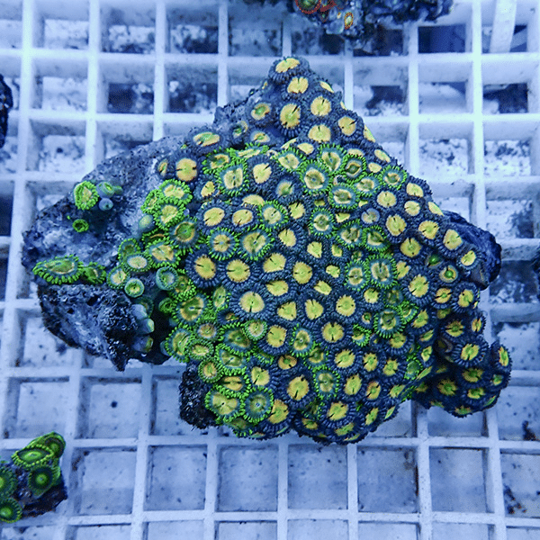 【サンゴ現物5】マメスナギンチャク