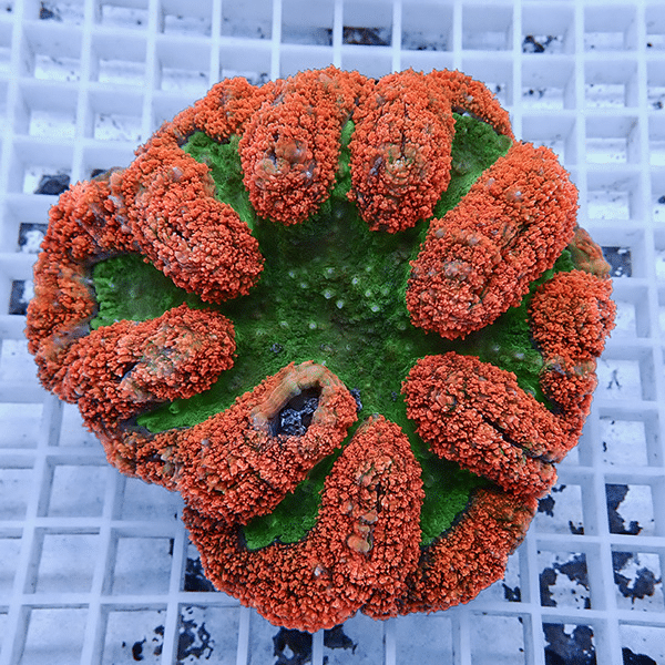 【サンゴ現物6】★ハナガタサンゴ