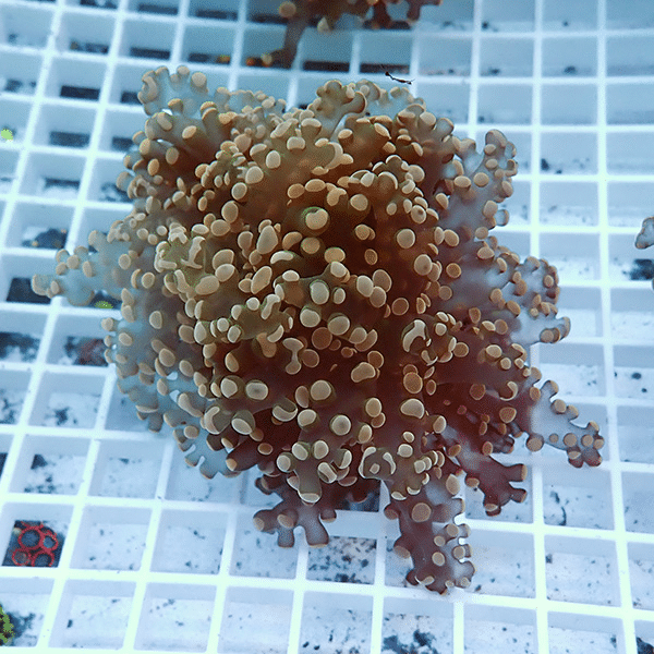 【サンゴ現物6】タコアシサンゴ フラグ