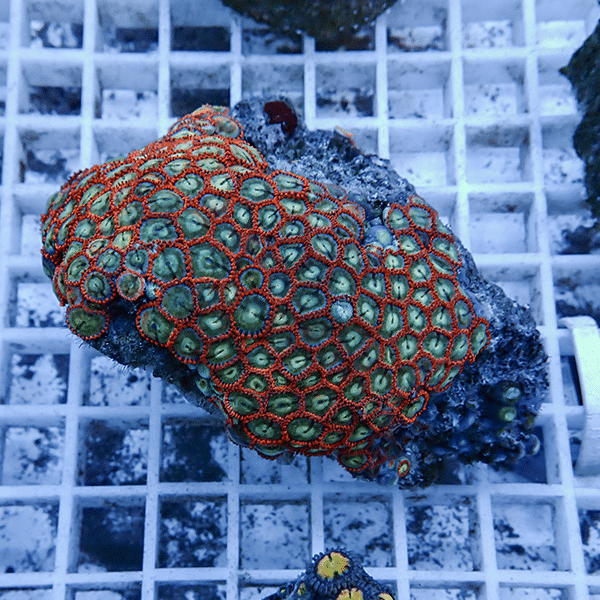 【サンゴ現物6】マメスナギンチャク