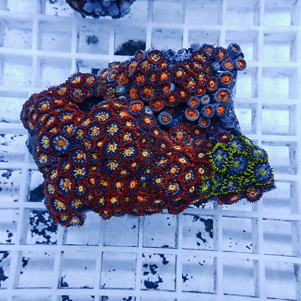 【サンゴ現物7】マメスナギンチャク