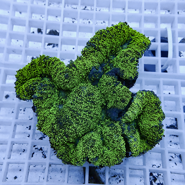 【サンゴ現物7】★ハナガタサンゴ