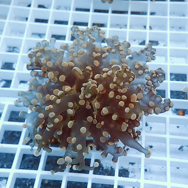 【サンゴ現物7】タコアシサンゴ フラグ