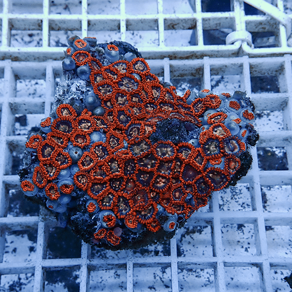 【サンゴ現物7】マメスナギンチャク