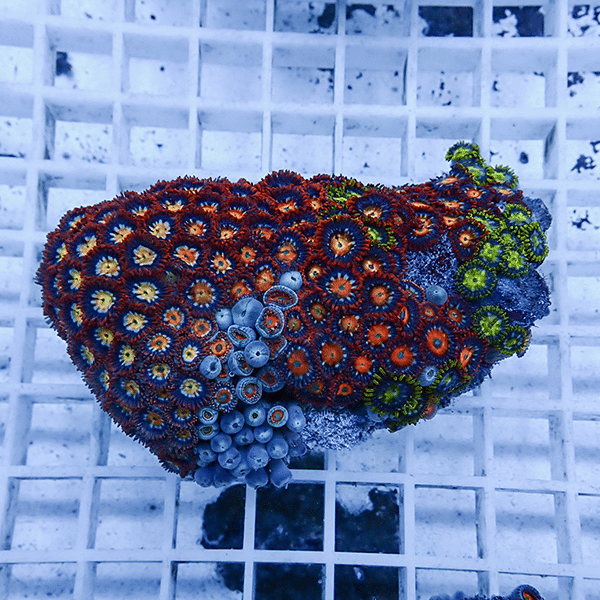 【サンゴ現物8】マメスナギンチャク