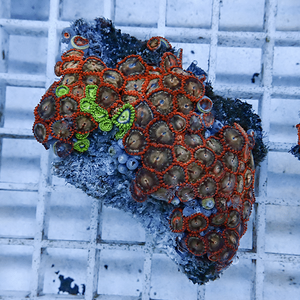 【サンゴ現物8】マメスナギンチャク