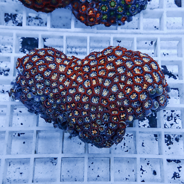 【サンゴ現物9】マメスナギンチャク