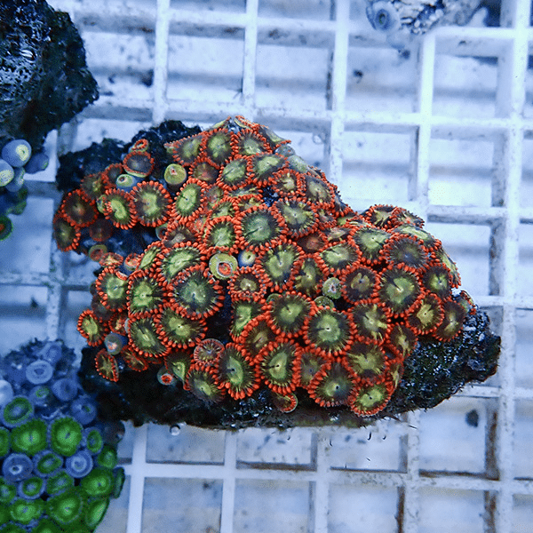 【サンゴ現物9】マメスナギンチャク