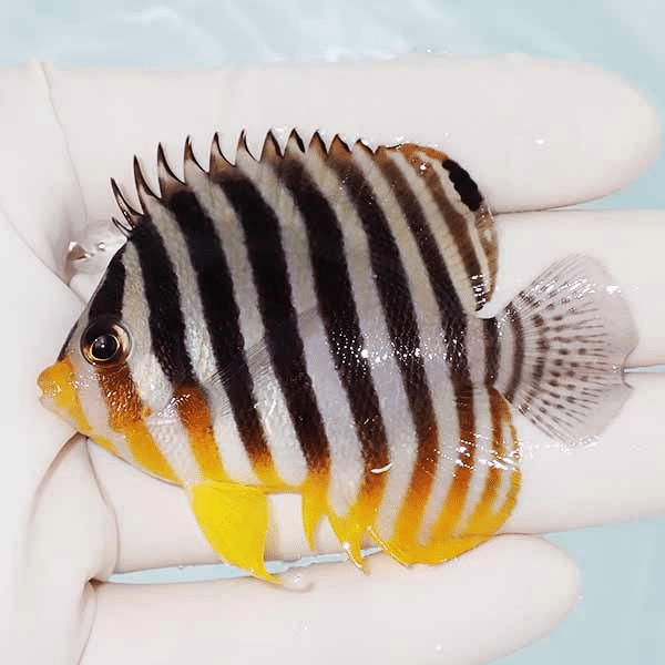 【現物9】シマヤッコ 6.5cm±