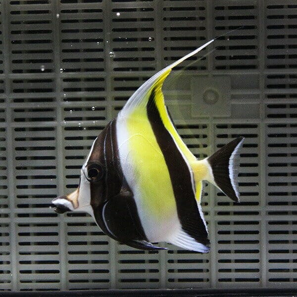 ツノダシ 7-9cm± 1匹 多少ヒレ欠けあり