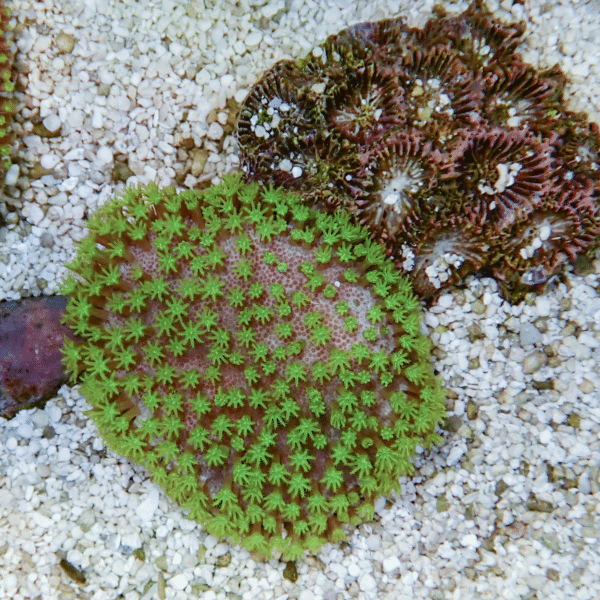 【サンゴ現物1】ウミキノコ メタリックグリーン 5-4cm