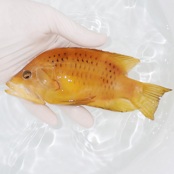 【現物】特大 ギチベラ 16.5cm±