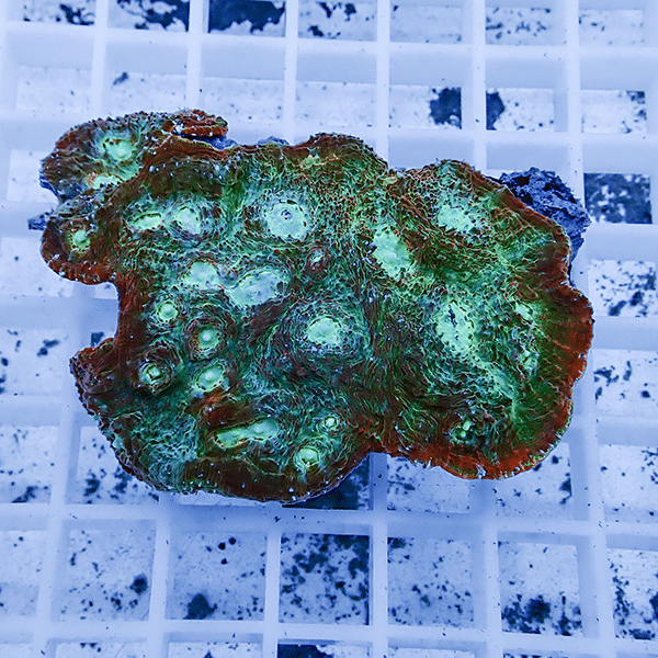 【サンゴ現物1】 キッカサンゴ