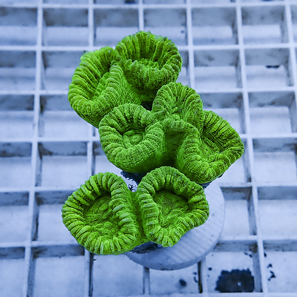 【サンゴ現物1】タバネサンゴ フラグ