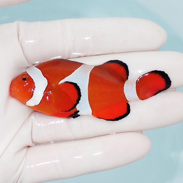 【現物1】顎スレカクレクマノミbig 7cm±