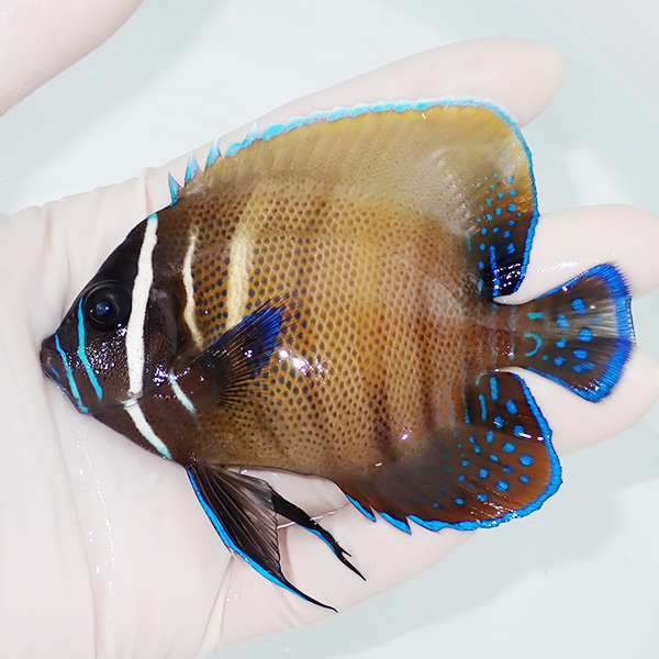 【現物1】ロクセンヤッコ 10cm±