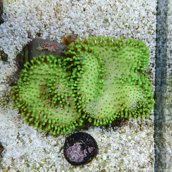 【サンゴ現物2】2個体 ウミキノコ メタリックグリーン 9-6cm