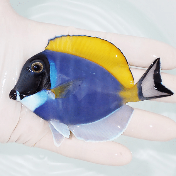 【現物2】ヒレかけあり パウダーブルータン 10cm±