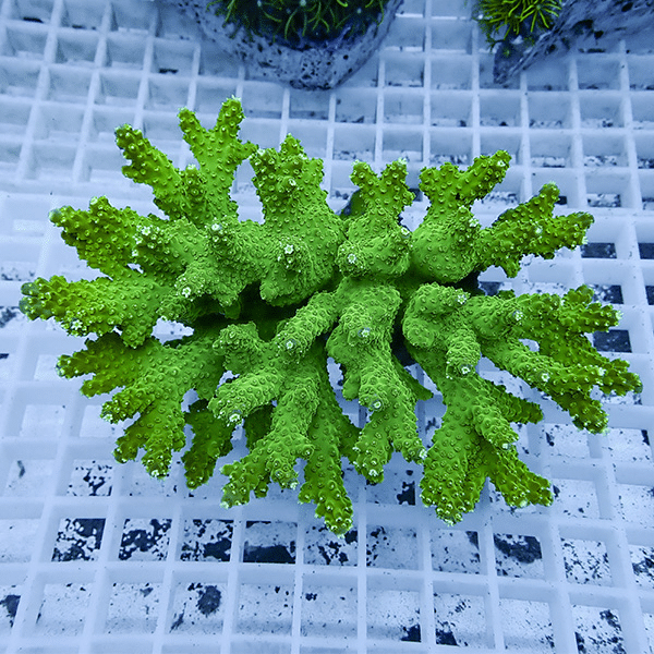 【サンゴ現物101】ミドリイシ