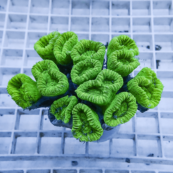 【サンゴ現物2】タバネサンゴ フラグ