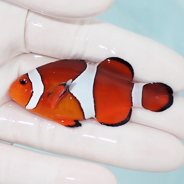 【現物2】カクレクマノミbig 6.3cm±