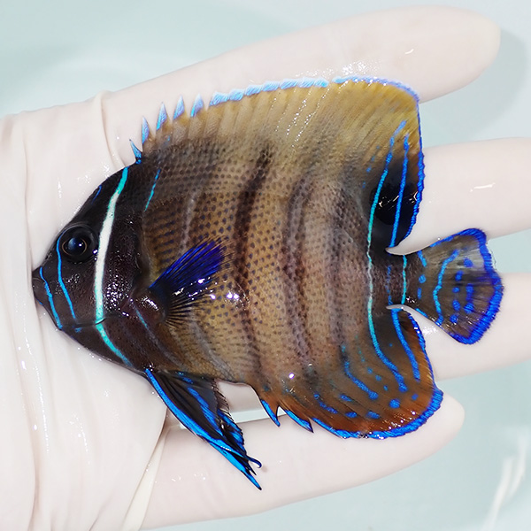 【現物2】ロクセンヤッコ 8.5cm±