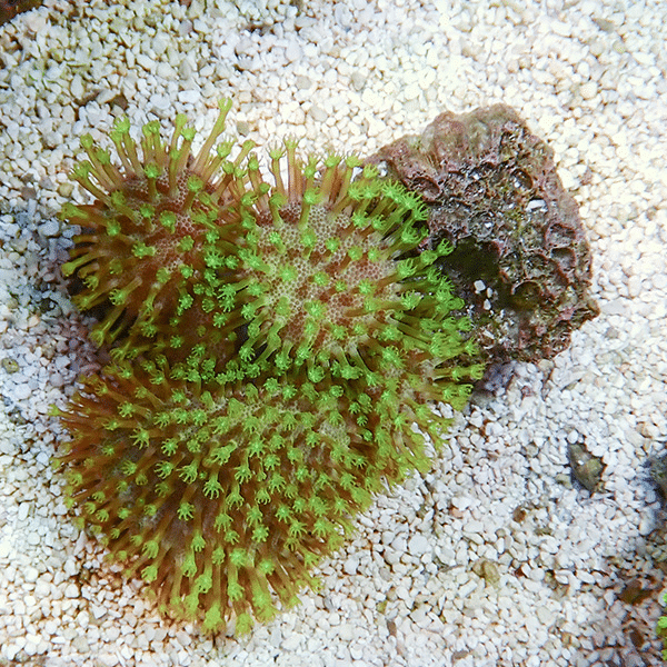 【サンゴ現物3】ウミキノコ メタリックグリーン コロニー 6-6cm