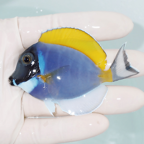 【現物3】ヒレかけあり パウダーブルータン 8cm±