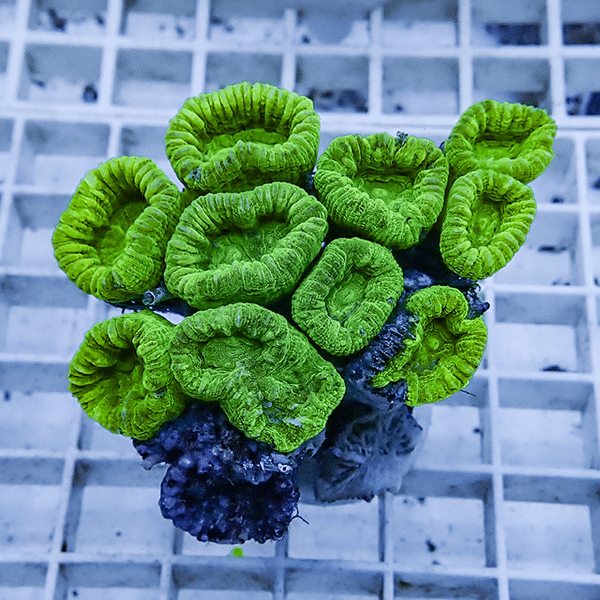 【サンゴ現物3】タバネサンゴ フラグ