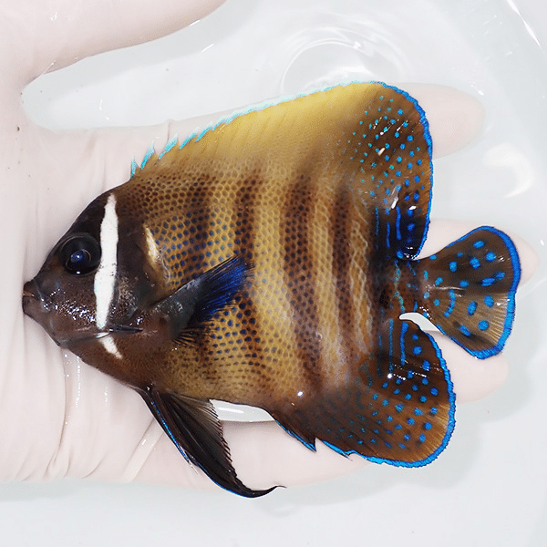 【現物3】ロクセンヤッコ 11cm±