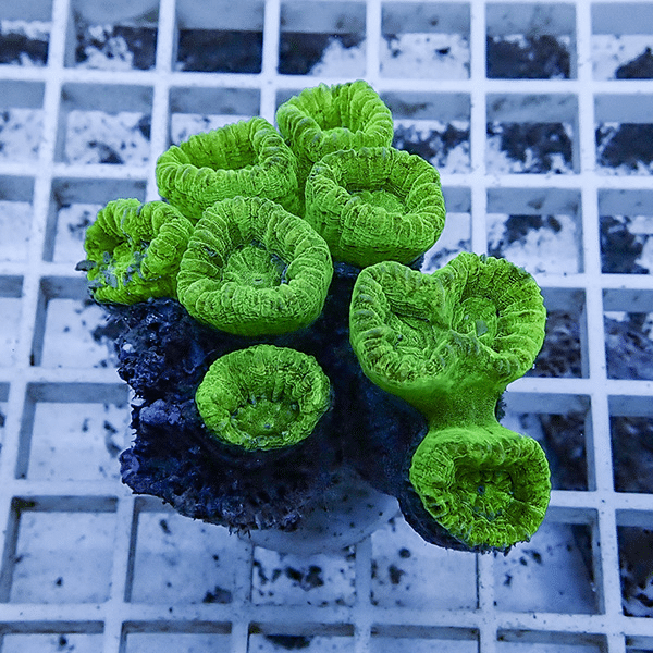 【サンゴ現物4】タバネサンゴ フラグ