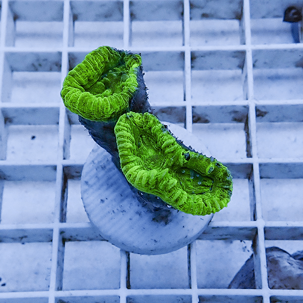 【サンゴ現物5】タバネサンゴ フラグ