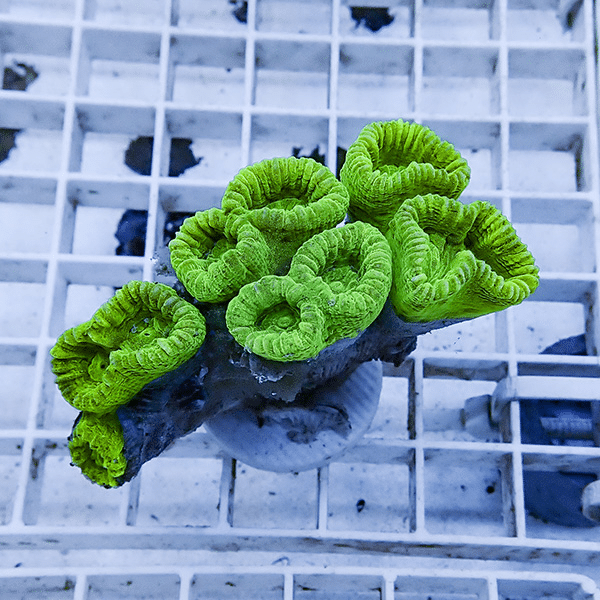 【サンゴ現物6】タバネサンゴ フラグ