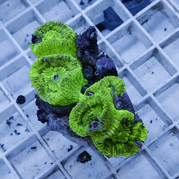 【サンゴ現物7】タバネサンゴ フラグ