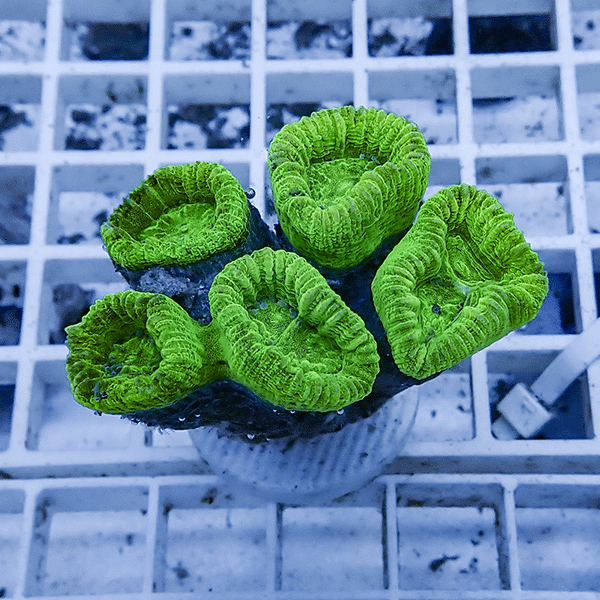 【サンゴ現物8】タバネサンゴ フラグ