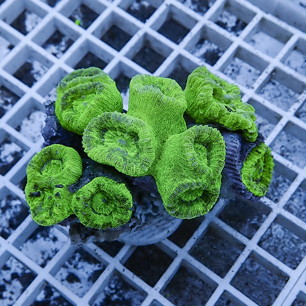 【サンゴ現物9】タバネサンゴ フラグ