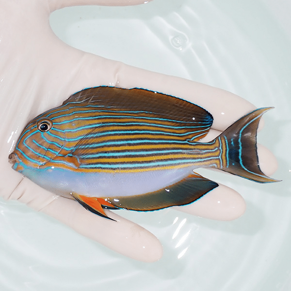 【現物1】ニジハギ 12cm±