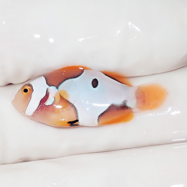 【現物1】ブラックピカソクラウン 3cm±