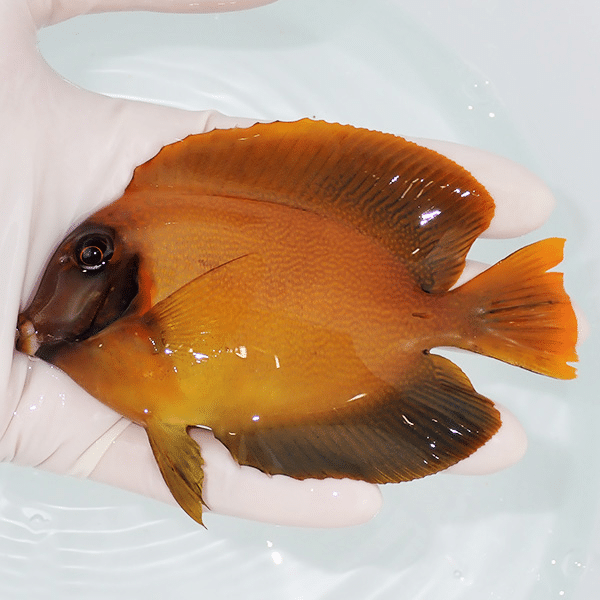 【現物1】クログチニザダイ 11cm±