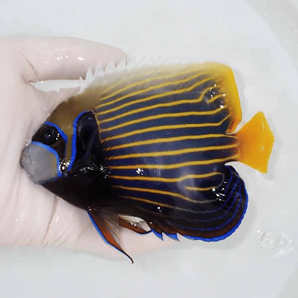 【現物1】タテジマキンチャクダイ 13cm±