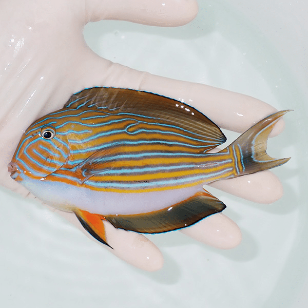 【現物2】ニジハギ 13cm±