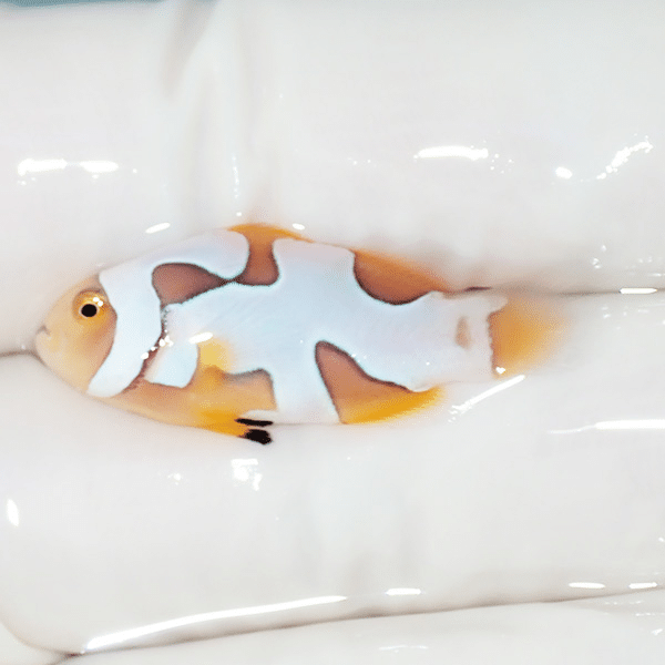 【現物2】ブラックピカソクラウン 3cm±