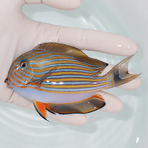 【現物3】ニジハギ 12cm±