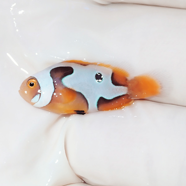 【現物3】ブラックピカソクラウン 2.7cm±