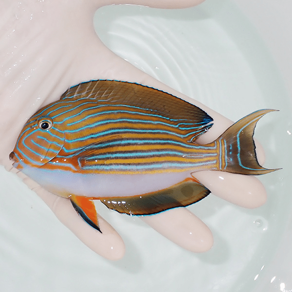 【現物4】ニジハギ 12cm±