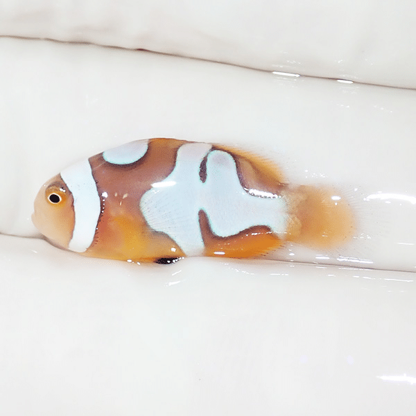 【現物4】ブラックピカソクラウン 2.5cm±