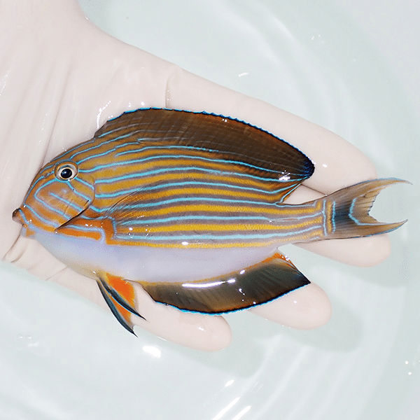 【現物5】ニジハギ 11.5cm±