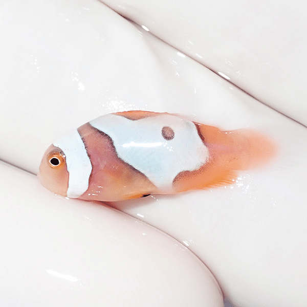 【現物5】ブラックピカソクラウン 2.3cm±