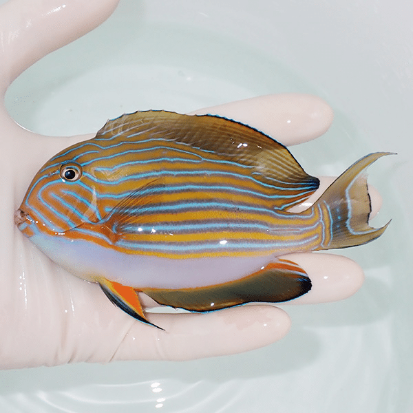 【現物6】ニジハギ 13cm±