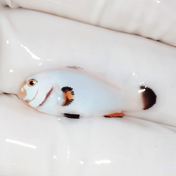 【現物1】プラチナオセラリス 3cm±